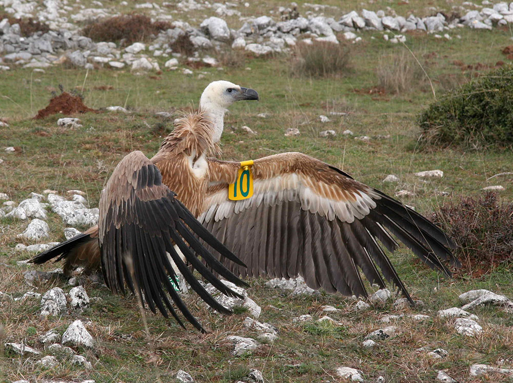 Απελευθέρωση όρνεου στο Νέστο