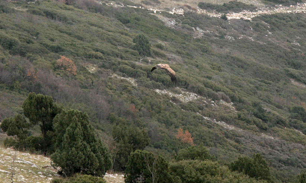 Απελευθέρωση όρνεου στο Νέστο