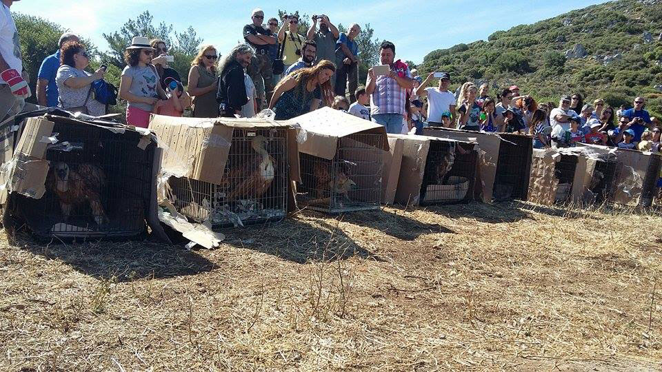 Απελευθέρωση γυπών στον Γιούχτα στο Ηράκλειο